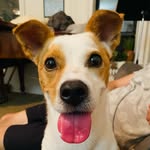 birksofbrooklyn profile picture