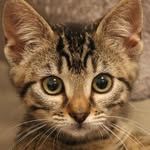 bizzykittens profile picture