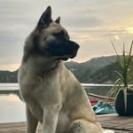 bjorn_americanakita profile picture