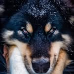 bjorninalaska profile picture