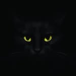 blackcatdone profile picture