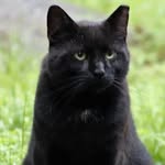 blackcat__fanclub__ins profile picture