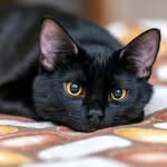 blackcat_fanclub_love profile picture