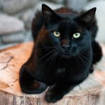black_cat__tiny_ins profile picture