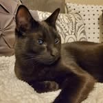 blackeyed_birdie profile picture