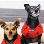 blackjackandpeanut profile picture