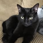 blackkittycrew profile picture