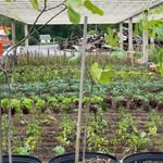 blacklumberjackfarm profile picture