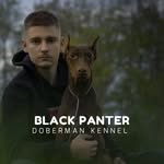 blackpanter.dobermankennel profile picture