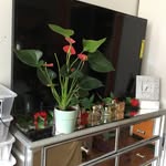 black_people_got_plants_too profile picture