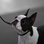 blackrosebostons profile picture