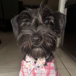 blackschnauzer_tali profile picture
