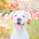 bladethedogo profile picture