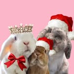blancobun profile picture