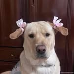 blankakelemen profile picture