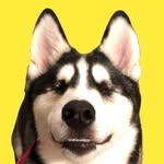 blind.husky profile picture