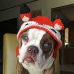 blindhellybelly profile picture