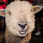 blindii profile picture