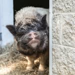 blind_spot_animal_sanctuary_ profile picture