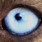 blindymagoo profile picture