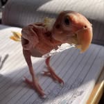 blondiethelovebird profile picture