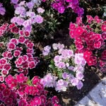 bloom.bagicha profile picture