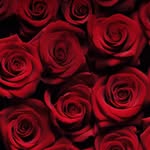bloom89 profile picture