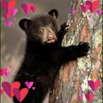 blossomberkofsky profile picture