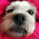 blossom_puppy_ire_shorkie profile picture