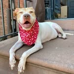 blossomsbestlife profile picture