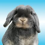 bluberrythebun profile picture