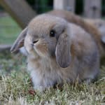 bluecloverrabbitry profile picture