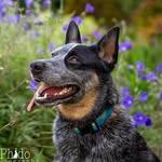 blue_heeler_cooper profile picture