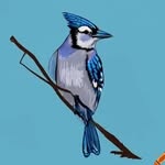 bluejay.crochet profile picture