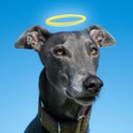 bluethegrey profile picture
