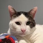 blu_thebestcat profile picture