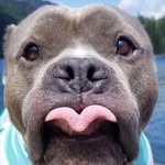 blutothehippo profile picture