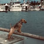 boatdogmaggie profile picture