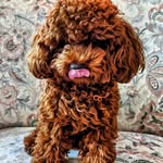 bobamilkteathepoodle profile picture