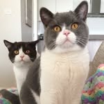 bob_and_barney profile picture