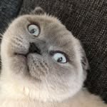 bobelo_ profile picture