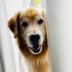 bob_marley_goldenretriever profile picture