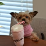 boderektheyorkie profile picture