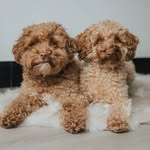 bodhi.nova.poodles profile picture