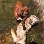 bodieandmowgli profile picture