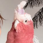 bogiethegalah profile picture