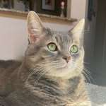 boldlittlebird profile picture