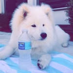 bolt_the_samoyedd profile picture