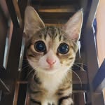 bomb.bombmeow profile picture