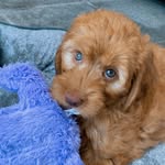 bonbon.the.labradoodle profile picture